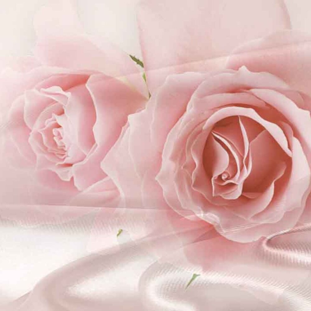 Meet your Posher, Carol